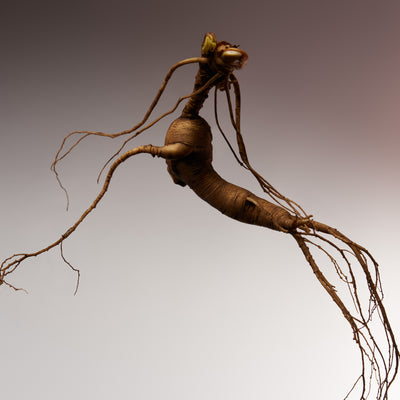 Ginseng