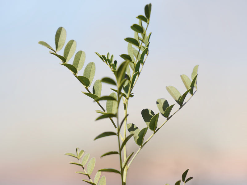 Glabridin Collection